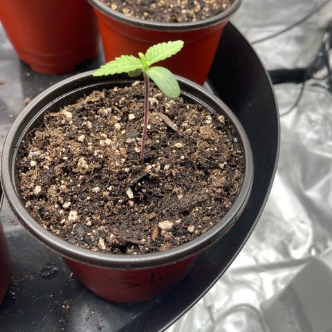 Slurricane growlog timeline photo