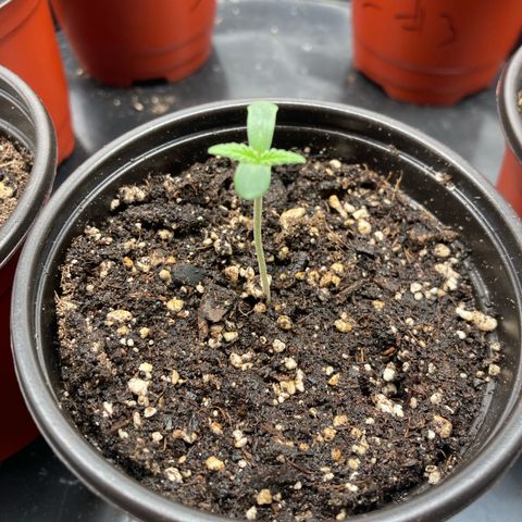 Blue Dream growlog timeline photo