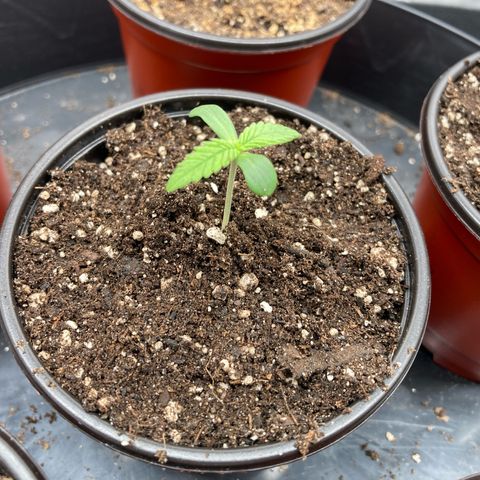 Blue Dream growlog timeline photo