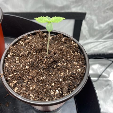 Blue Dream growlog timeline photo