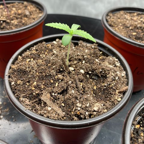 Blue Dream growlog timeline photo