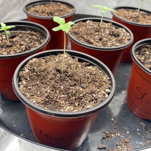 Blue Dream growlog timeline photo
