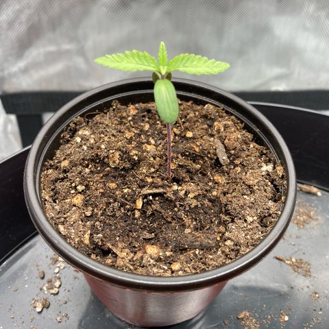 Slurricane growlog timeline photo