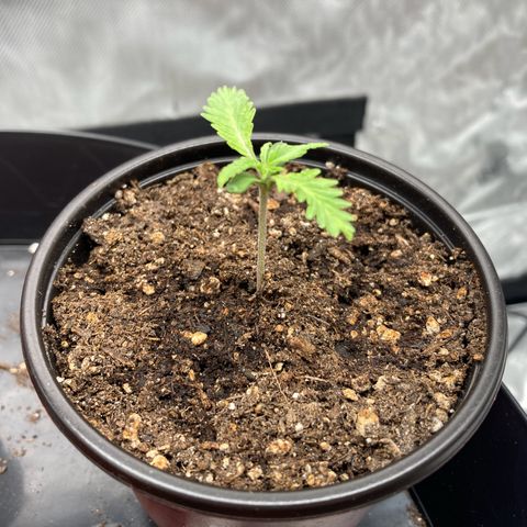 Slurricane growlog timeline photo