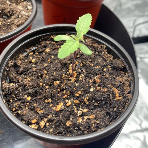 Slurricane growlog timeline photo