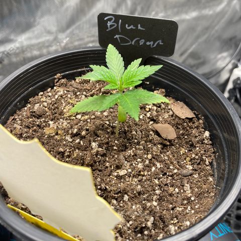 Blue Dream growlog timeline photo