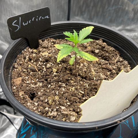 Slurricane growlog timeline photo