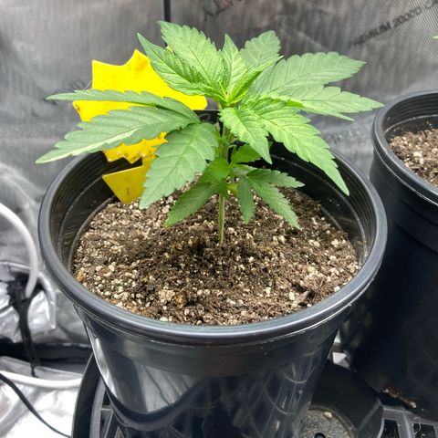Blue Dream growlog timeline photo