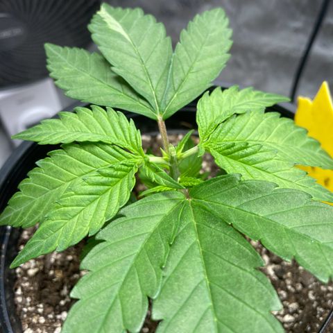 Blue Dream growlog timeline photo