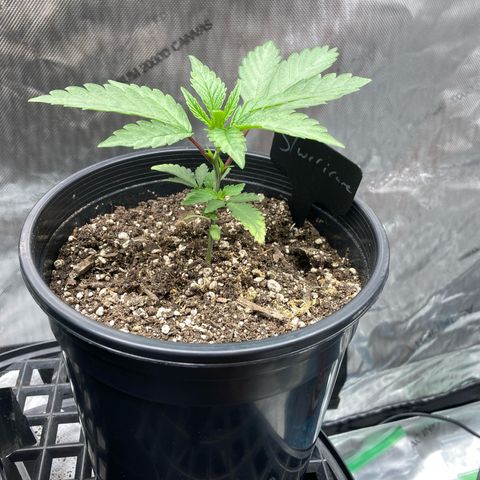 Slurricane growlog timeline photo