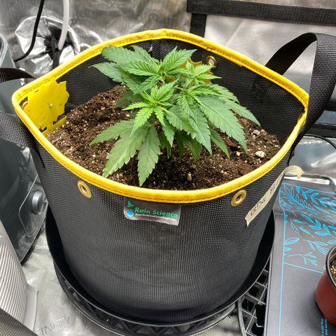 Blue Dream growlog timeline photo