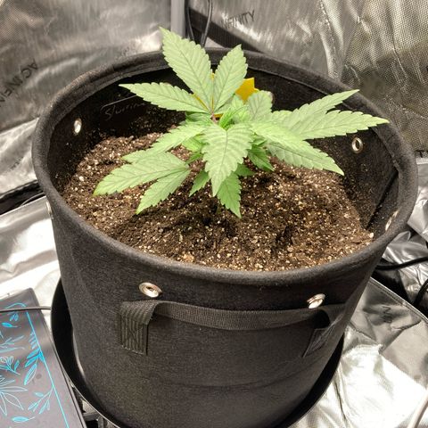 Slurricane growlog timeline photo