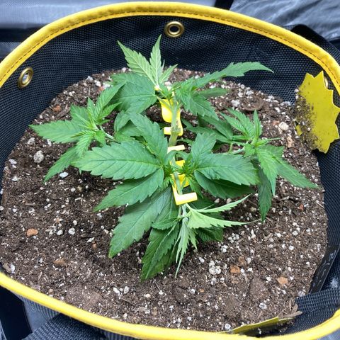 Blue Dream growlog timeline photo