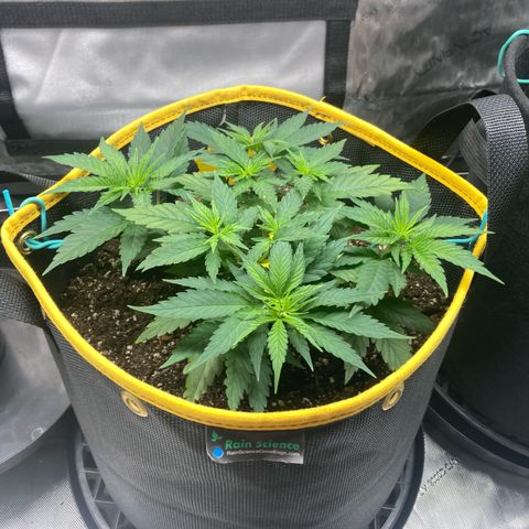 Blue Dream growlog timeline photo