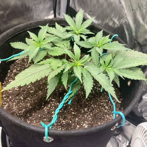 Slurricane growlog timeline photo