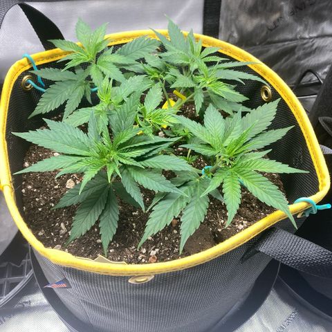 Blue Dream growlog timeline photo