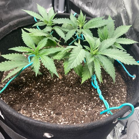 Slurricane growlog timeline photo