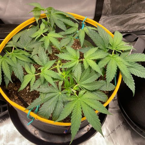 Blue Dream growlog timeline photo