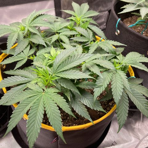 Blue Dream growlog timeline photo