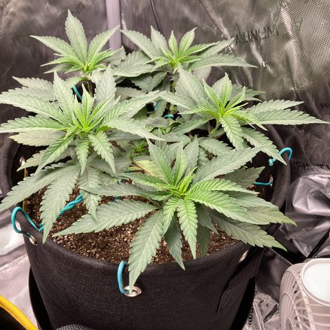 Slurricane growlog timeline photo