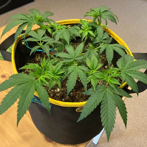 Blue Dream growlog timeline photo