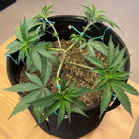 Slurricane growlog timeline photo