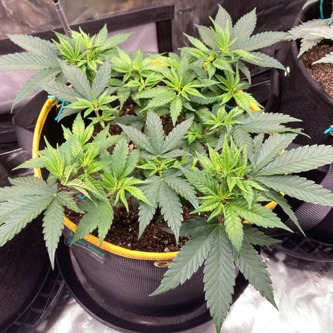 Blue Dream growlog timeline photo