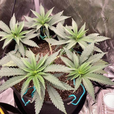 Slurricane growlog timeline photo