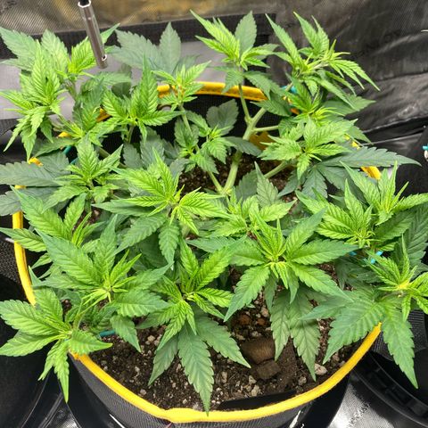 Blue Dream growlog timeline photo