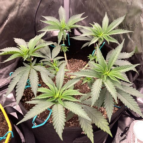 Slurricane growlog timeline photo