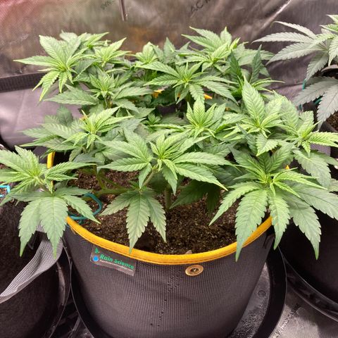 Blue Dream growlog timeline photo