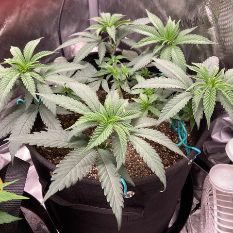 Slurricane growlog timeline photo