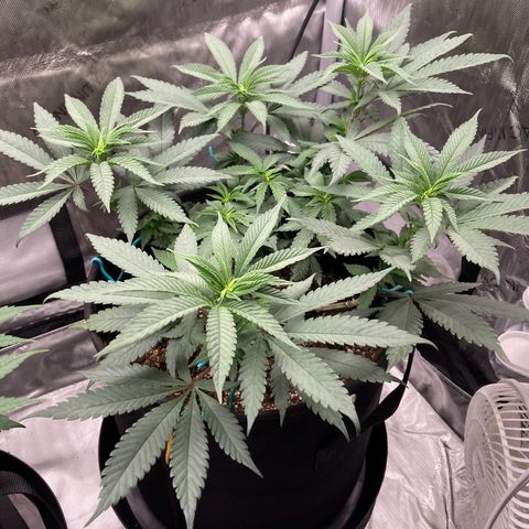 Slurricane growlog timeline photo