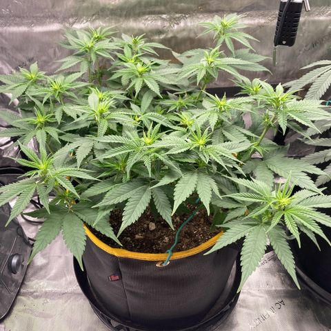 Blue Dream growlog timeline photo