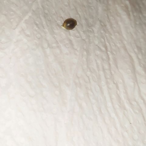 Somango #47 growlog photo: 36 horas na água. Indo para o papel toalha pra crescer um pouco mais a radícula para ir para terra.
