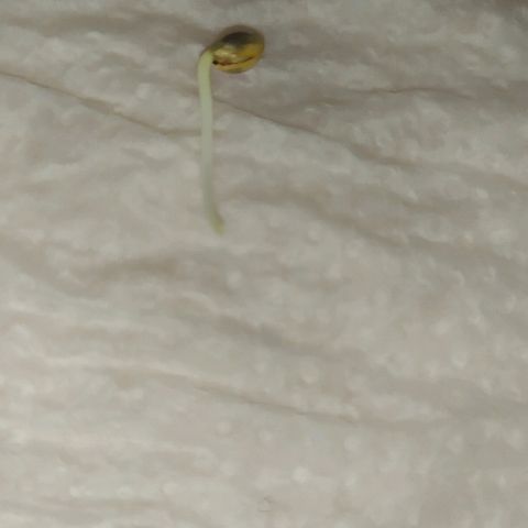 Somango #47 growlog photo: Germinada com sucesso. 1,5 cm de radícula pronta para ir para a terra!