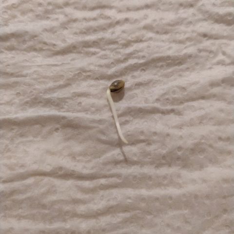 Somango #47 growlog photo: Germinada com sucesso. 1,5 cm de radícula pronta para ir para a terra!