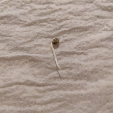 Somango #47 growlog photo: Germinada com sucesso. 1,5 cm de radícula pronta para ir para a terra!