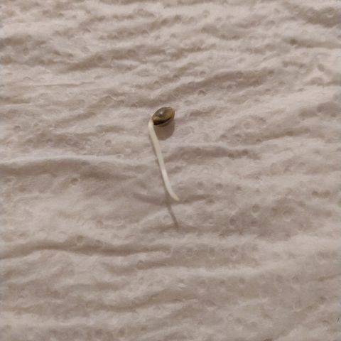 Somango #47 growlog photo: Germinada com sucesso. 1,5 cm de radícula pronta para ir para a terra!
