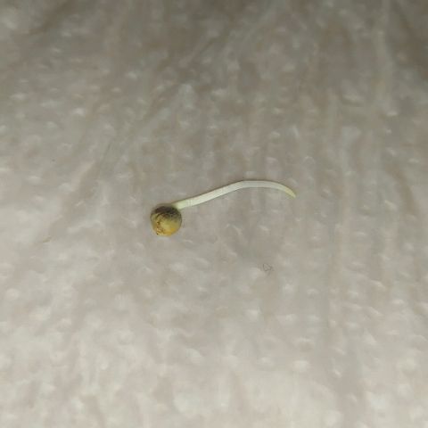 Somango #47 growlog photo: Germinada com sucesso. 1,5 cm de radícula pronta para ir para a terra!
