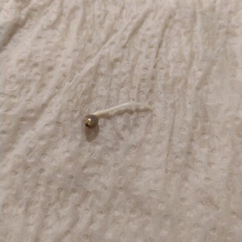 Somango #47 growlog photo: Germinada com sucesso. 1,5 cm de radícula pronta para ir para a terra!