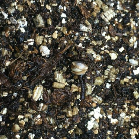 Somango #47 growlog photo: A casca começou a quebrar