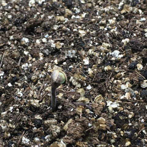 Somango #47 growlog photo: 18:00