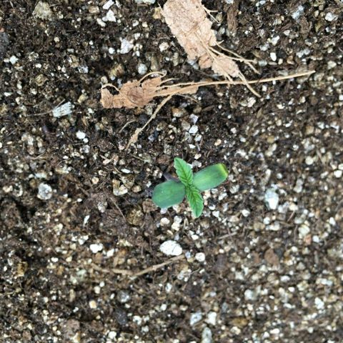 Somango #47 growlog photo: 2º dia fora da terra, as plântulas ficaram bem presas na casquinha da semente (vide foto de ontem). Quando toquei na casca da semente, as plantulas desenrolaram e se mostraram assim. Uma plântula está amarelada na pontinha. Aconteceu o mesmo com a plântula da prenseed. Não acontecia com a terra vegetal do cultivo anterior. Vou investigar, mas ainda não tenho um PHmetro.