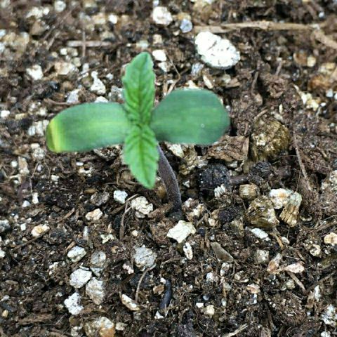 Somango #47 growlog photo: 2º dia fora da terra, as plântulas ficaram bem presas na casquinha da semente (vide foto de ontem). Quando toquei na casca da semente, as plantulas desenrolaram e se mostraram assim. Uma plântula está amarelada na pontinha. Aconteceu o mesmo com a plântula da prenseed. Não acontecia com a terra vegetal do cultivo anterior. Vou investigar, mas ainda não tenho um PHmetro.
