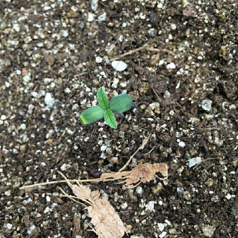 Somango #47 growlog photo: 2º dia fora da terra, as plântulas ficaram bem presas na casquinha da semente (vide foto de ontem). Quando toquei na casca da semente, as plantulas desenrolaram e se mostraram assim. Uma plântula está amarelada na pontinha. Aconteceu o mesmo com a plântula da prenseed. Não acontecia com a terra vegetal do cultivo anterior. Vou investigar, mas ainda não tenho um PHmetro.
