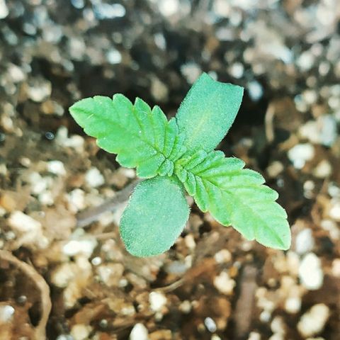 Somango #47 growlog timeline photo