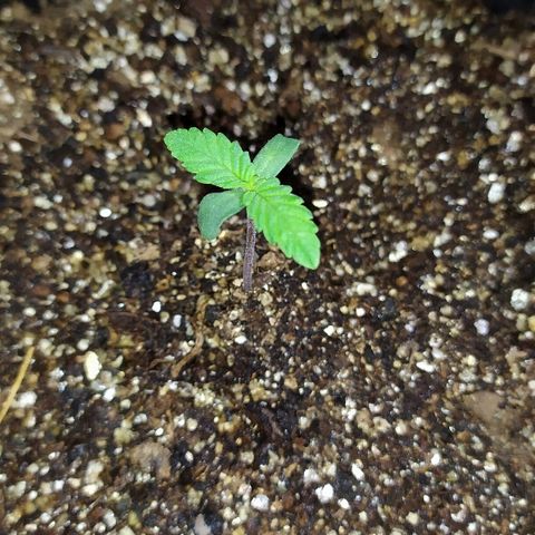 Somango #47 growlog timeline photo
