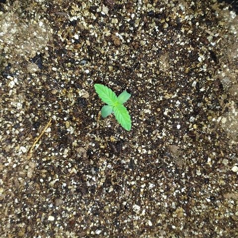 Somango #47 growlog timeline photo