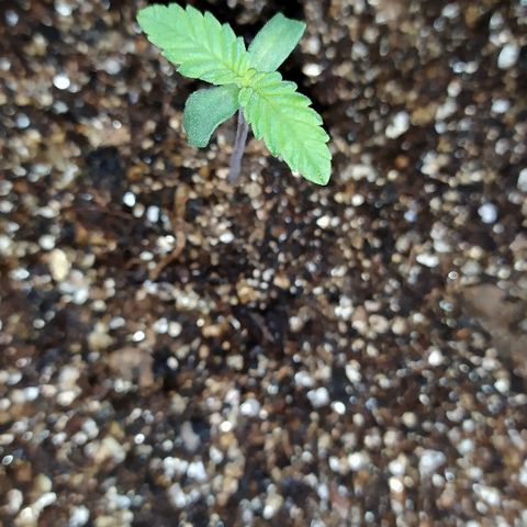 Somango #47 growlog timeline photo